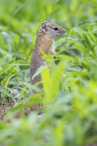 Esquilo de árvore sentado em grama verde molhada no chão — Fotografia de Stock