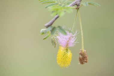 Orak Bush ağaç çiçek sarı ve mor ile yakın çekim