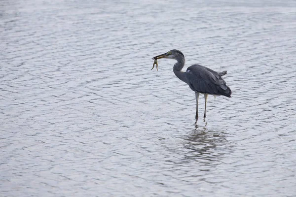 Garça cinzenta pegando um sapo para comer ao lado de um lago — Fotografia de Stock