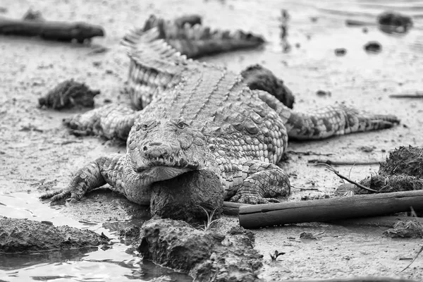 Un gran cocodrilo gordo descansando sobre el barro en un estanque en la estafa artística —  Fotos de Stock