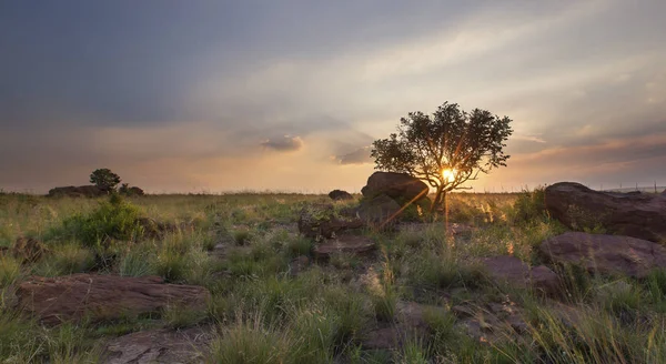 Paysage d'un arbre sur une colline avec des roches et des nuages au coucher du soleil — Photo