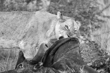 Sinekler ile akşam geç saatte bir bufalo karkas besleme dişi aslan 