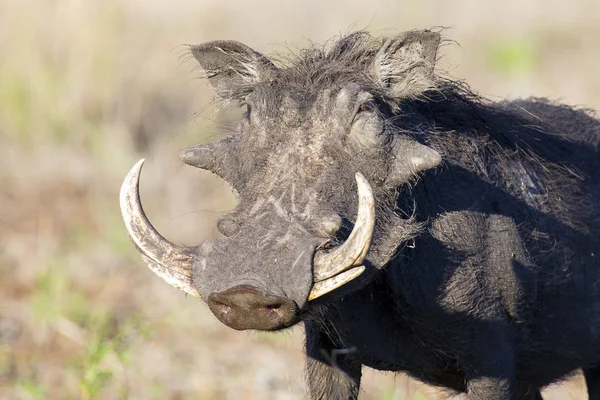 Single old Warthog walking to waterhole to drink Stock Photo by