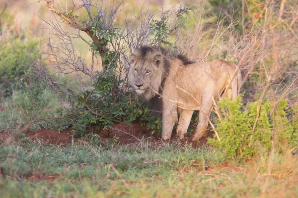 Vieux lion mâle chasse à la nourriture dans la nature — Photo