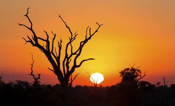 African sunset with a tree silhouette and large orange sun — Stock Photo, Image