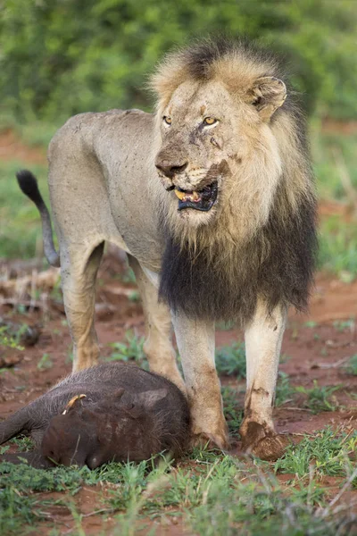 Velho leão macho faminto descansa depois de matar warthog para comer — Fotografia de Stock