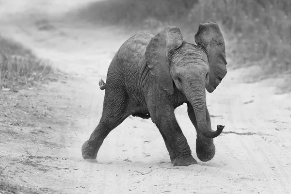 Молодий слон грає на дорозі, а сім'я харчується поблизу художнього — стокове фото