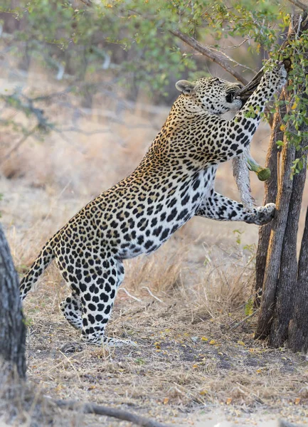 Sterke en hongerig Luipaard vangst een rock-python — Stockfoto