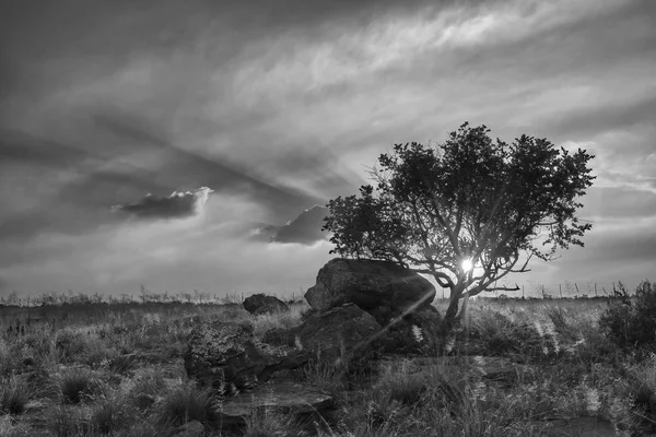 雲が夕日の芸術的なコンで丘の上の木の風景 — ストック写真