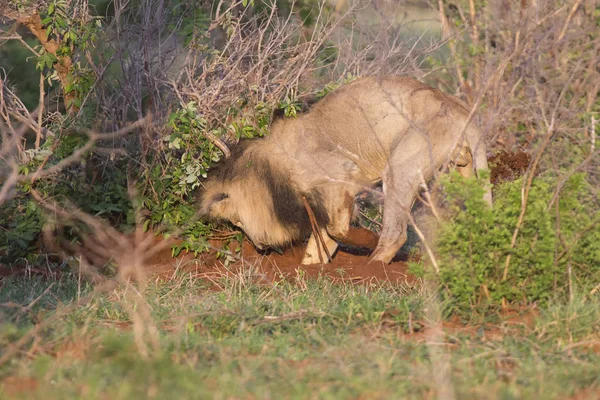 Vieux lion mâle chasse à la nourriture dans la nature — Photo