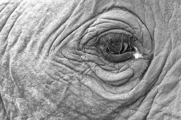 Olho de elefante close-up com detalhes na conversão artística — Fotografia de Stock
