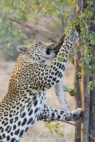 Ισχυρή και πεινασμένοι λεοπάρδαλη πιάσει ένα python ροκ — Φωτογραφία Αρχείου