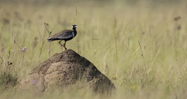 Northern Black Korhaan standing on an ant nest — Stock Photo, Image