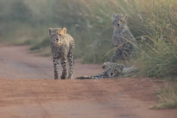 Három Cheetah cubs kora reggel játszott egy út — Stock Fotó