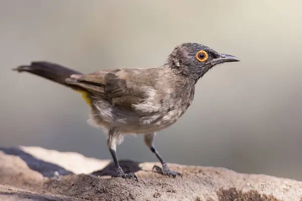 Bulbul de ojos rojos sentado en una roca listo para volar —  Fotos de Stock