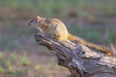 Ağaç sabah güneşi bir şube yukarı tırmanma sincap