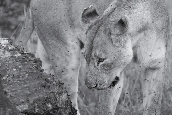 Lioness feeding on a buffalo carcass late in evening with flies — Stock Photo, Image