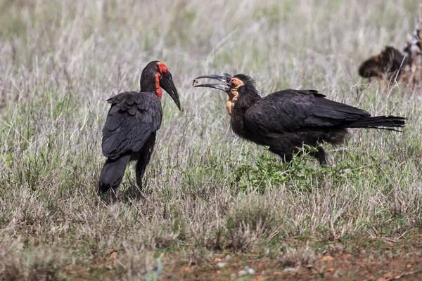 Ground hornbill feeds it chick in dry grass — Stock Photo, Image