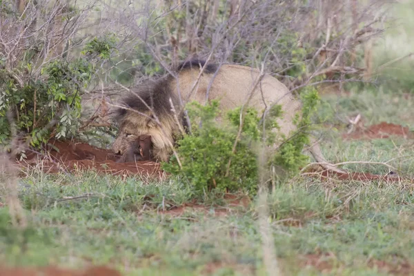 Vieux lion mâle creuse un phacochère de son terrier dans la nature — Photo