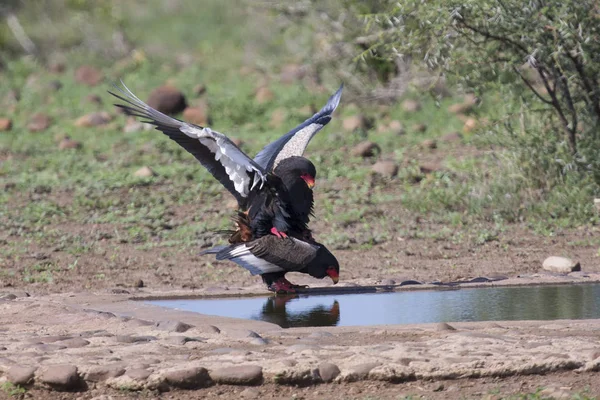 Pair of bateleur at a waterhole busy with mating — Stock Photo, Image