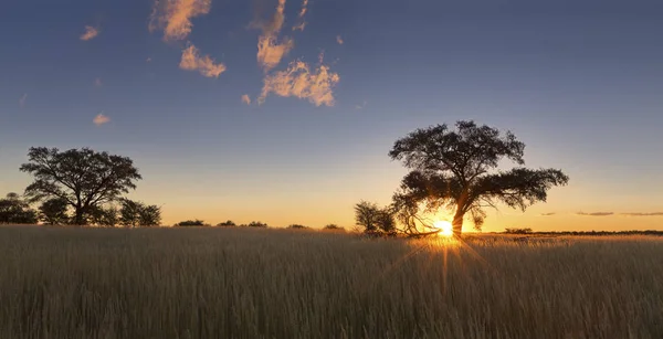 Kalahati zachód słońca z drzewa trawa i niebieski niebo — Zdjęcie stockowe