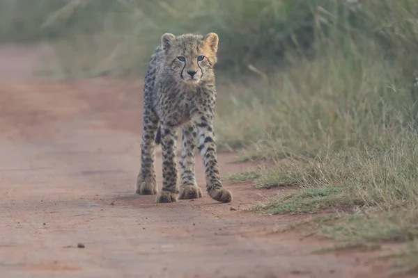 Ένα τσιτάχ cub παίζοντας νωρίς το πρωί σε ένα δρόμο — Φωτογραφία Αρχείου