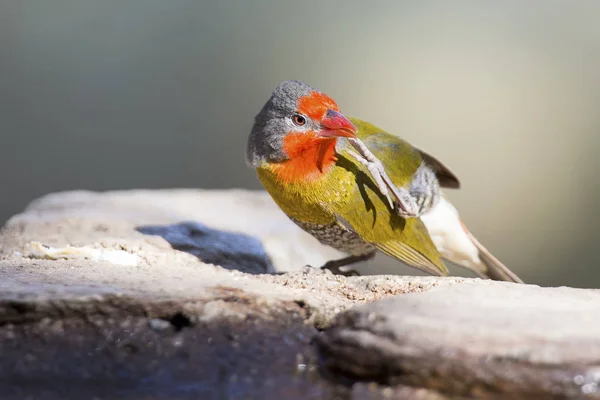 Male Melba Finch drinking water from rocks next to pond — Stock Photo, Image