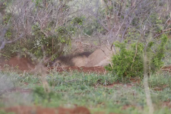 Vieux lion mâle chasse à la nourriture dans la nature — Photo