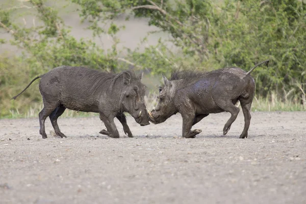 Dos jóvenes warthogs pelean en un pequeño estanque en un camino —  Fotos de Stock