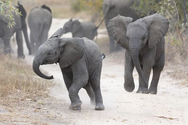 Jovem elefante jogar em uma estrada com alimentação familiar nas proximidades — Fotografia de Stock