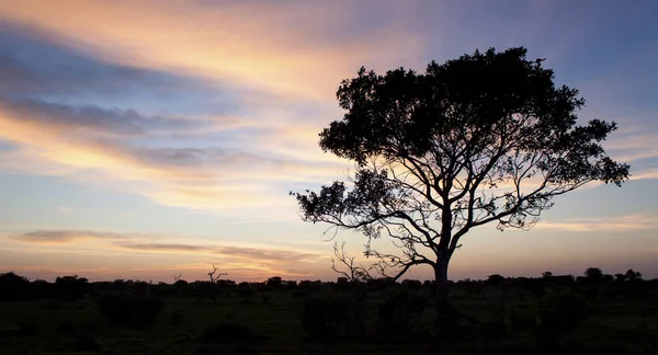 Kalahati sunset ağaçlar çim ve mavi gökyüzü ile — Stok fotoğraf