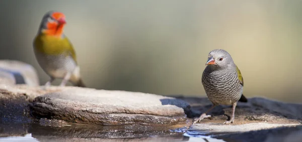 Ženské Melba Finch pitná voda ze skal u rybníka — Stock fotografie