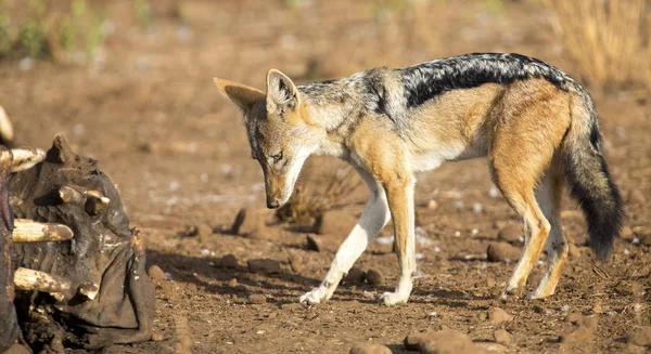 Hungry Black backed jackal looking for food at hippo carcass — Stock Photo, Image