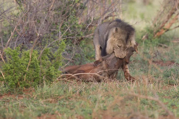 Oude hongerige mannelijke leeuw rust na het doden van warthog te eten — Stockfoto