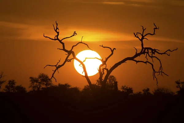 Atardecer africano con una silueta de árbol y gran sol naranja —  Fotos de Stock