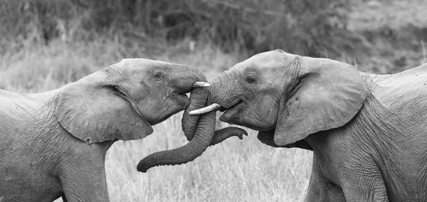 Two elephant greet affectionate with curling and touching trunks