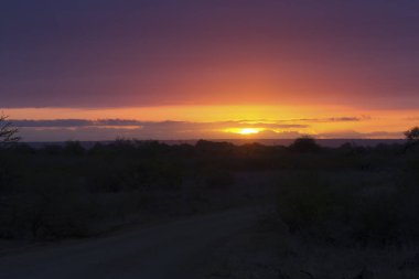Bir ağaç siluet ve büyük portakal güneş ile Afrika günbatımı