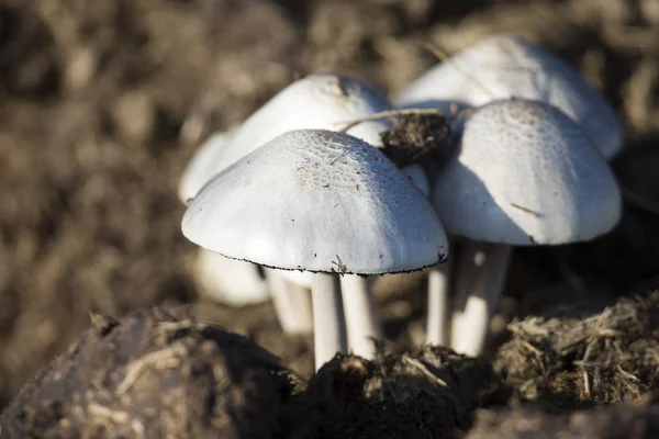 Nahaufnahme kleiner weißer Pilze, die auf Dung wachsen — Stockfoto