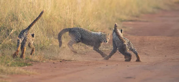 Három Cheetah cubs kora reggel játszott egy út — Stock Fotó