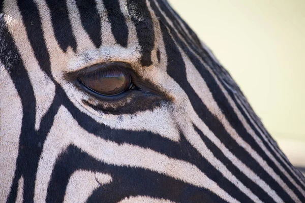 Zebra portrait in colour photo with head close-up looking over — Stock Photo, Image
