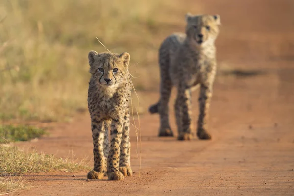 Dos cachorros de guepardo jugando temprano en la mañana en un camino — Foto de Stock
