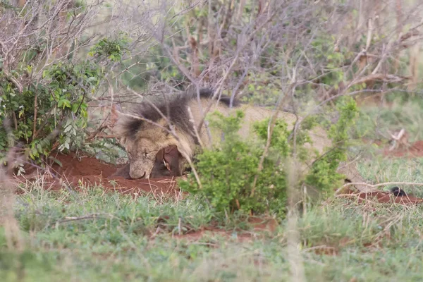 Oude mannetjes leeuw graaft een wrattenzwijn uit zijn hol in de natuur — Stockfoto