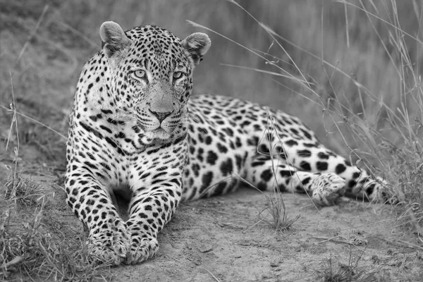 Leopard v stanovit za soumraku k odpočinku a relaxaci v umělecké konvergence — Stock fotografie