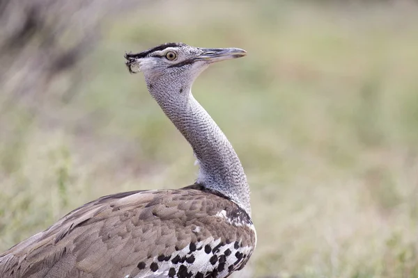 Kori Bustard, portrait shot of heaviest flying bird in the world — Stock Image Kori Bustard, portrait shot of heaviest flying bird in the world Stock Image