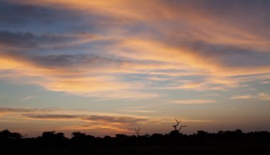 kalahati sunset ağaçlar çim ve mavi gökyüzü ile
