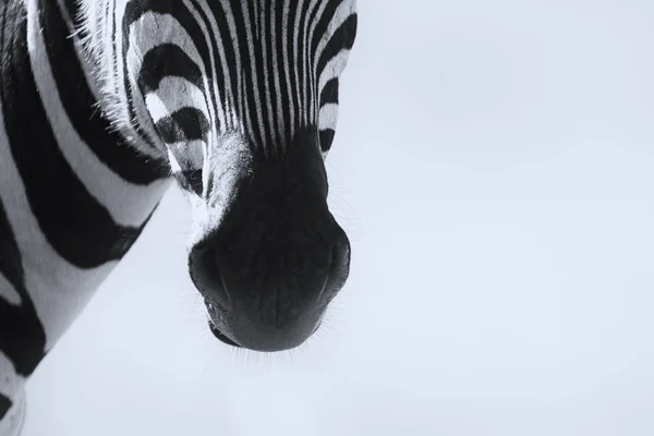 Close-up de uma boca de Zebra em uma conversão artística — Fotografia de Stock