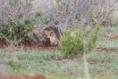 Eski erkek aslan onun yuva doğada gelen warthog digs