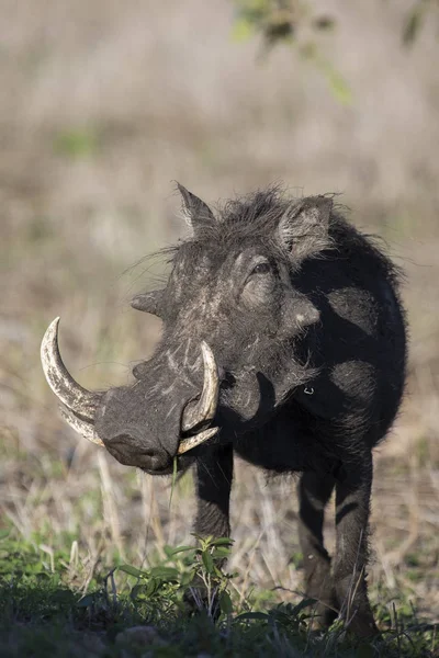 Único velho Warthog com dentes enormes andando na grama — Fotografia de Stock