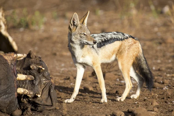 Hungry Black backed jackal looking for food at hippo carcass — Stock Photo, Image