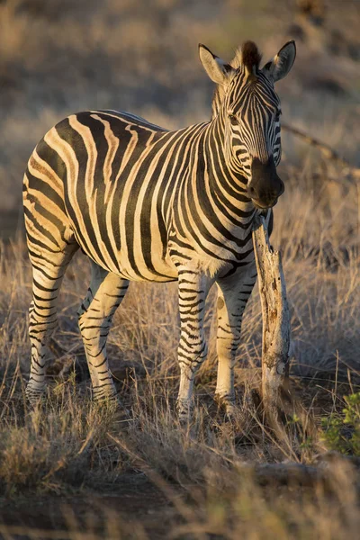 Zebra in piedi in erba tra gli alberi durante l'inverno — Foto Stock